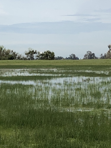 iNaturalist observation photo of Great Egret