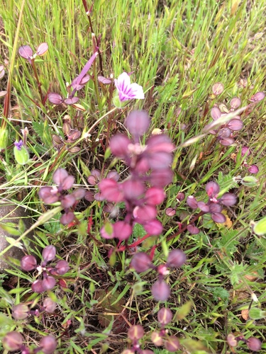 iNaturalist observation photo of Shining Pepperweed