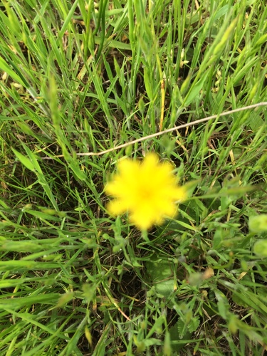 iNaturalist observation photo of Sunflowers, Daisies, Asters, and Allies