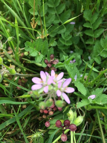 iNaturalist observation photo of musk stork's-bill