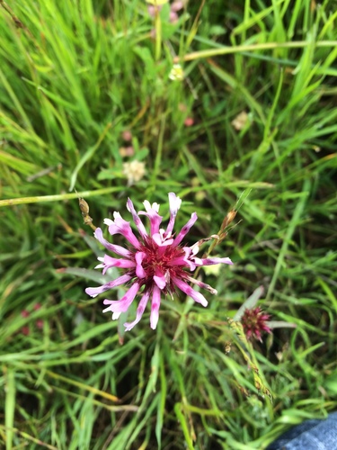 iNaturalist observation photo of tomcat clover