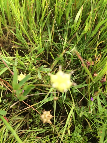 iNaturalist observation photo of cowbag clover