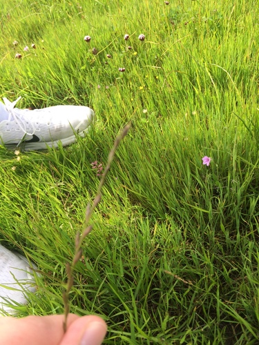 iNaturalist observation photo of Ryegrasses