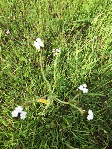 iNaturalist observation photo of Popcornflowers