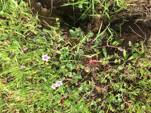 iNaturalist observation photo of Mediterranean Stork's-bill