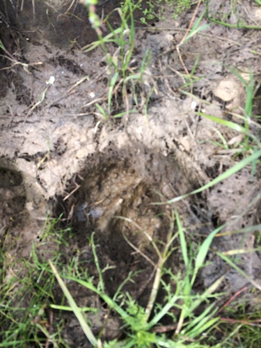 iNaturalist observation photo of Vertebrates