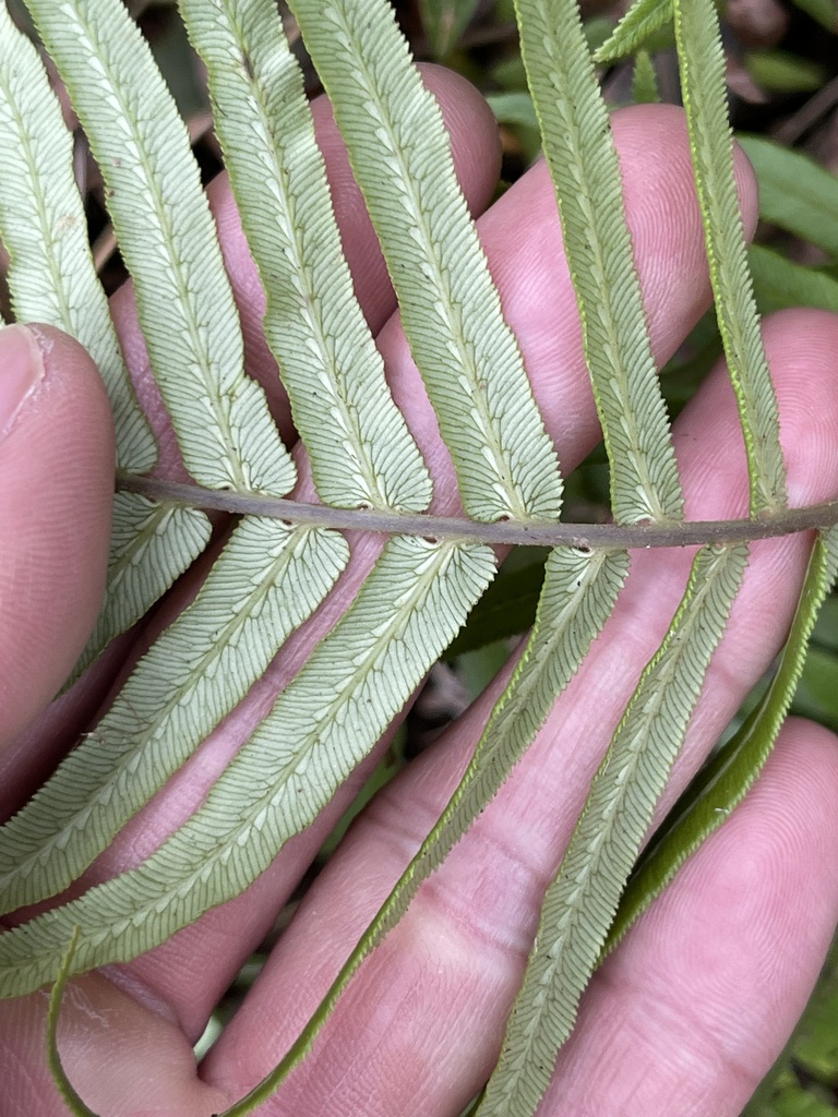 Brainea insignis · iNaturalist
