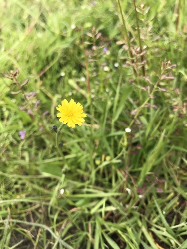 iNaturalist observation photo of Lettuce, Chicory, Dandelion and Salsify Tribe
