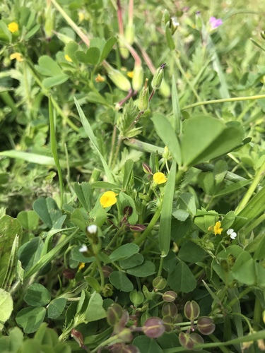 iNaturalist observation photo of bur clover