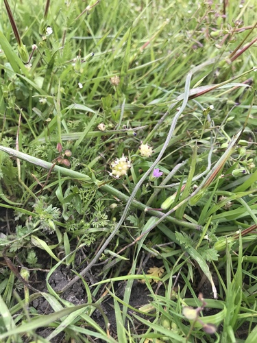 iNaturalist observation photo of flowering plants