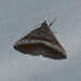 Hadennia mysalis - Photo (c) Paul, all rights reserved, uploaded by Paul