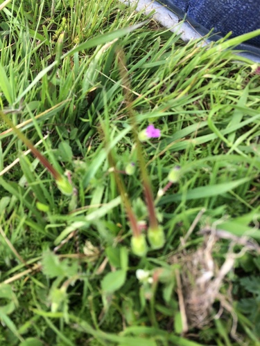 iNaturalist observation photo of Redstem Stork's-bill