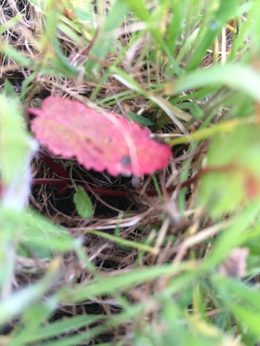 iNaturalist observation photo of Plants