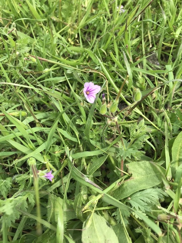 iNaturalist observation photo of Mediterranean Stork's-bill