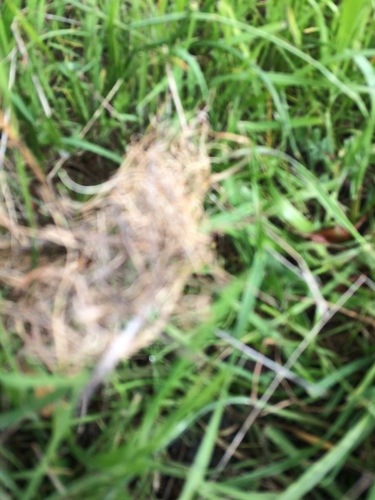 iNaturalist observation photo of Plants