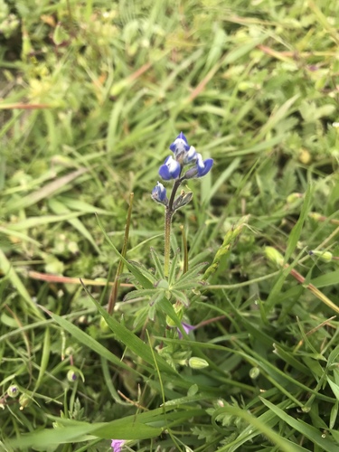 iNaturalist observation photo of Miniature Lupine