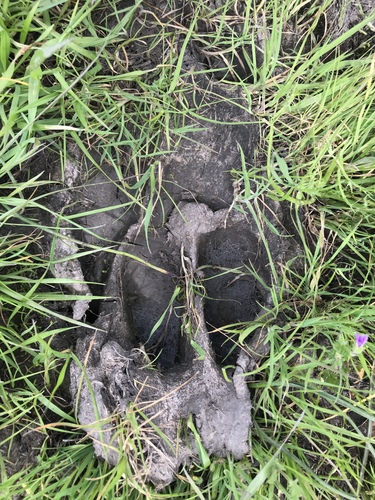 iNaturalist observation photo of Domestic Cattle