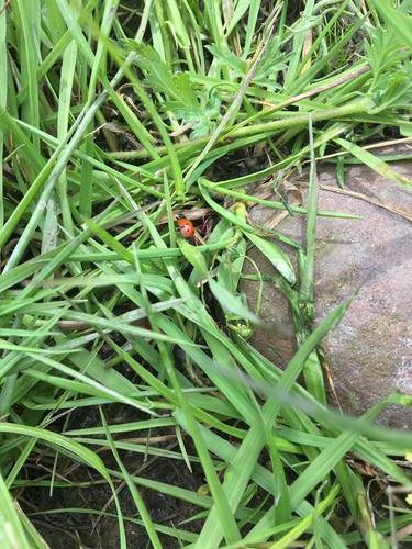iNaturalist observation photo of Convergent Lady Beetle