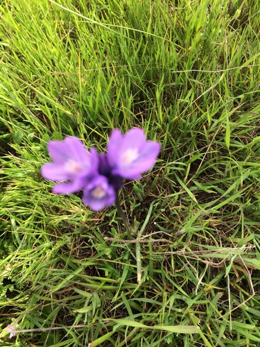 iNaturalist observation photo of blue dicks
