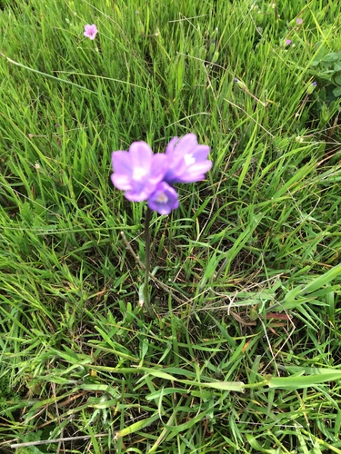 iNaturalist observation photo of blue dicks
