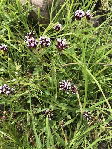 iNaturalist observation photo of white-tipped clover