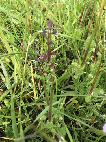 iNaturalist observation photo of Shining Pepperweed