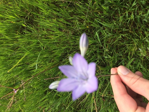 iNaturalist observation photo of Ithuriel's Spear