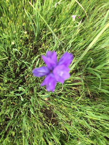 iNaturalist observation photo of blue dicks