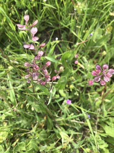 iNaturalist observation photo of Shining Pepperweed