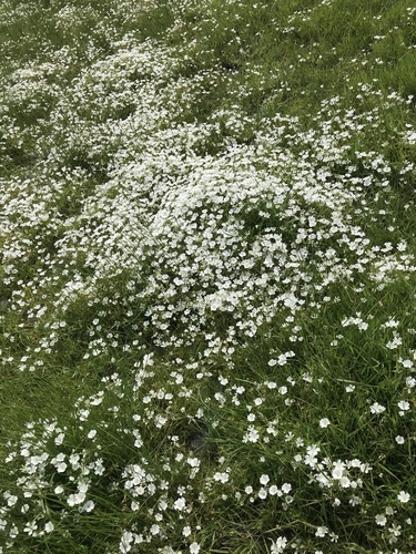 iNaturalist observation photo of white meadowfoam