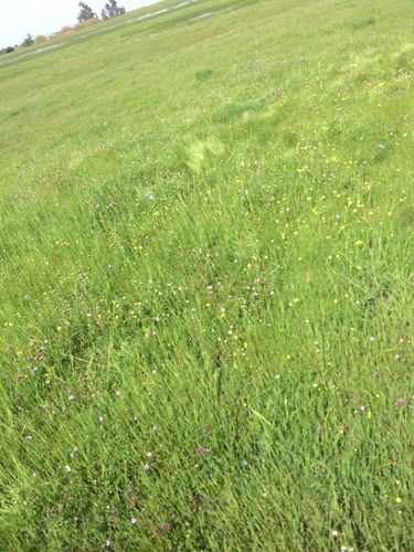 iNaturalist observation photo of Plants