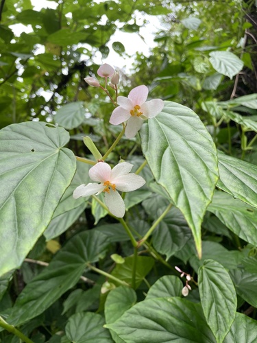 Begonia platyphylla