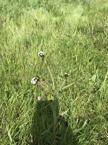 iNaturalist observation photo of Popcornflowers
