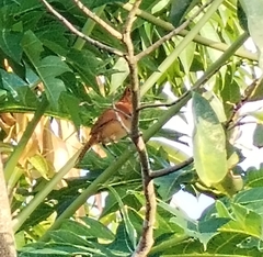 Thamnophilus doliatus image