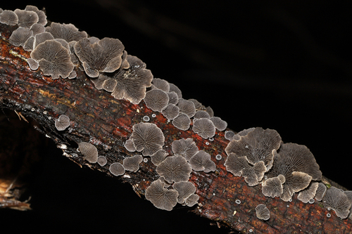 Resupinatus (Photo 4 of 10)