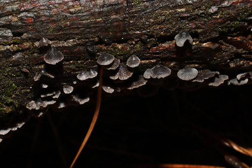 Resupinatus (Photo 7 of 10)