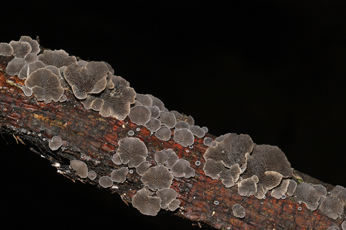 Resupinatus (Photo 5 of 10)