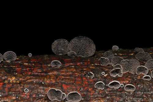 Resupinatus (Photo 6 of 10)