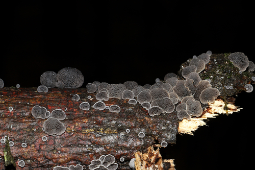 Resupinatus