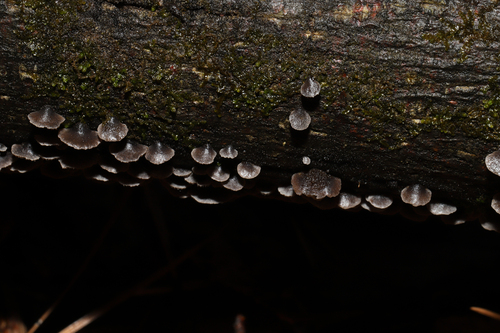 Resupinatus (Photo 3 of 10)