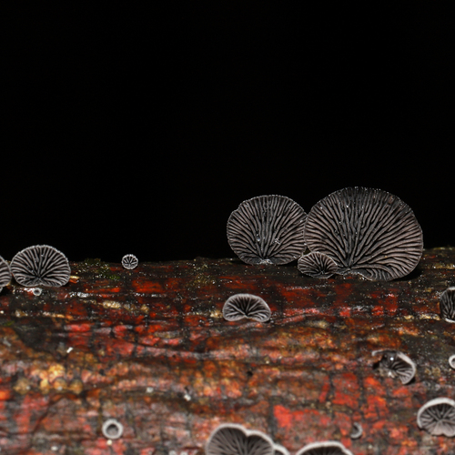 Resupinatus (Photo 2 of 10)