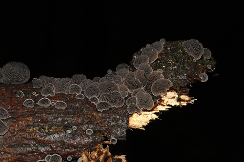 Resupinatus (Photo 9 of 10)