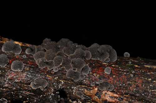 Resupinatus (Photo 8 of 10)