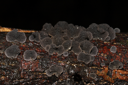 Resupinatus (Photo 10 of 10)