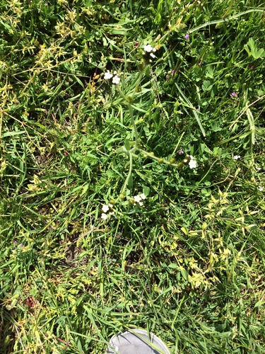 iNaturalist observation photo of Popcornflowers