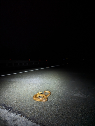 Brown Tree Snake sighting