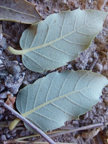 Quercus × morisii