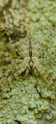 Iviraiva pachyura