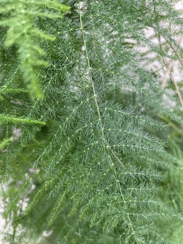 Medium