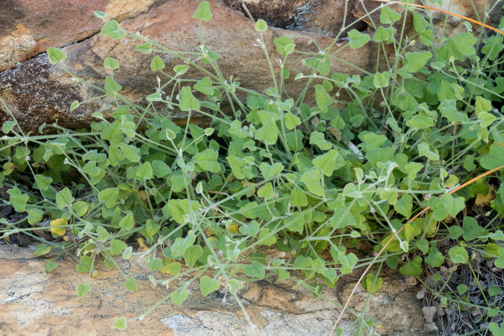 Centella villosa from Groot Winterhoek Mountains on November 27, 2023 ...
